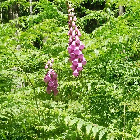 Apartment Schluchsee Appartement